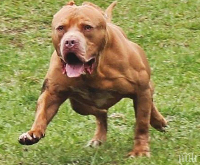 Още една жертва на питбулите от Коматево