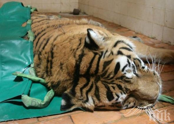 Тигър уби ловец в руската тайга