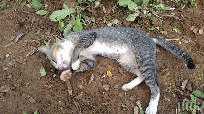 ИЗРОД: Мъж изхвърли котка през терасата в Пловдив