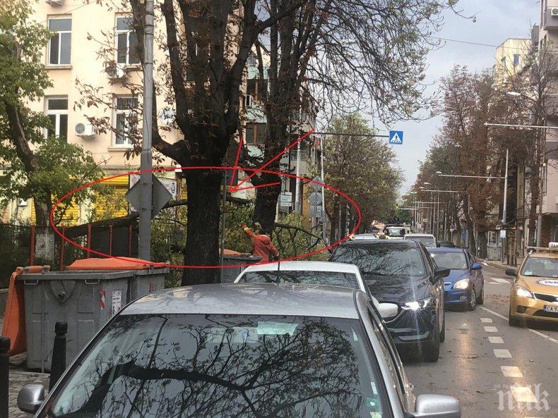 ПЪРВО В ПИК: Паднал клон задръсти ул. Раковски в столицата (СНИМКИ)