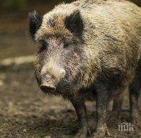 ЗАРАЗА: Глиган донесе свинската чума и в Пернишко