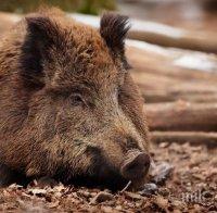 Африканска чума и в Царево, забраниха лова до 24 ноември