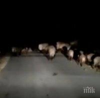 Глигани тормозят цял квартал в Габрово