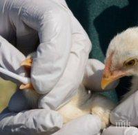 БАБХ тръгва по птицефермите заради риск от инфлуенца