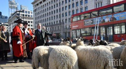 традиция блеещи овце прекосиха лондон