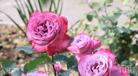 звездите говорят предприемайте нищо обяд рискувайте необмислено