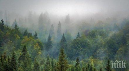 държавата изкупува горите частници