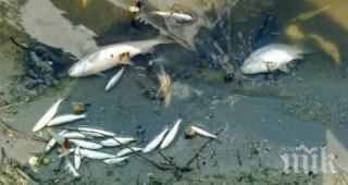 мъртва риба плува стряма района баня