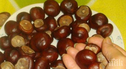 кестените европа изчезват