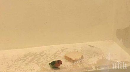 холандската полиция арестува