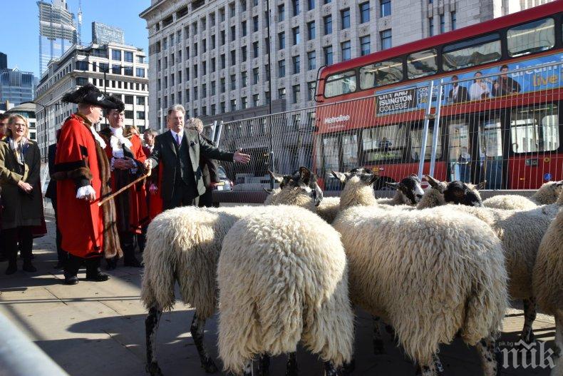 ТРАДИЦИЯ: Блеещи овце прекосиха Лондон