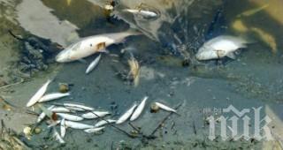 Мъртва риба плува в Стряма в района Баня