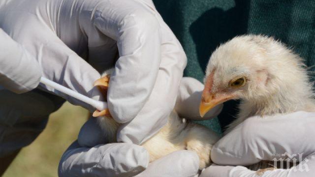 БАБХ тръгва по птицефермите заради риск от инфлуенца