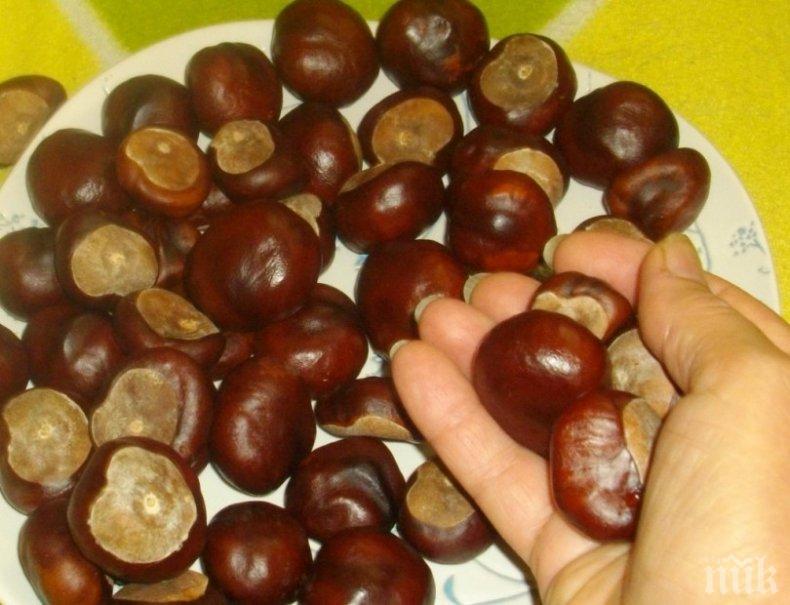 Кестените в Европа изчезват 