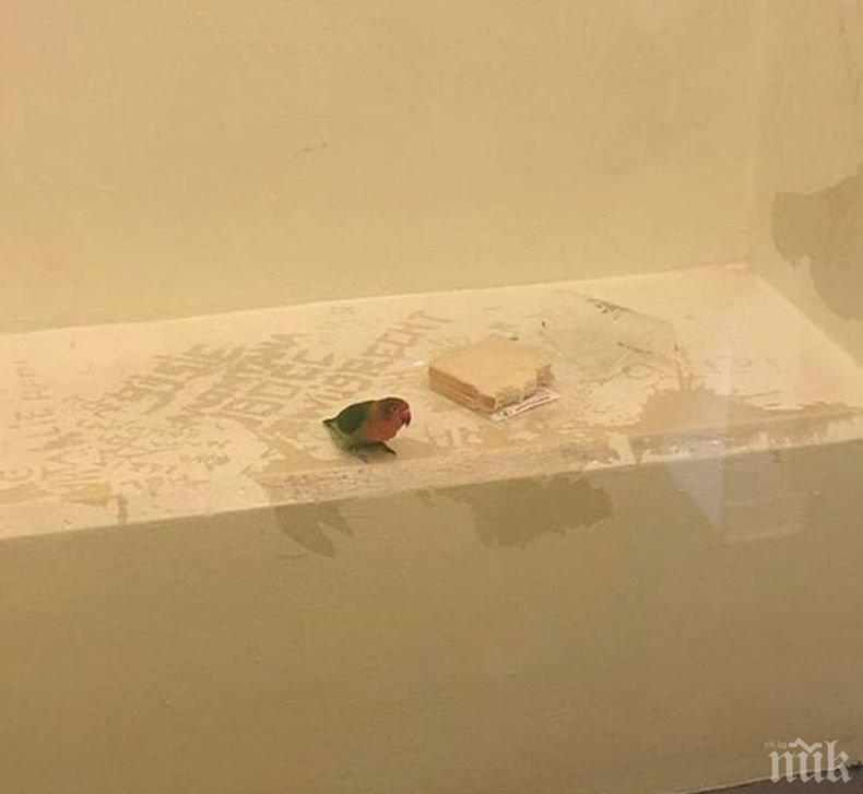 Холандската полиция арестува ....