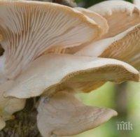 Яденето на гъби пази от деменция