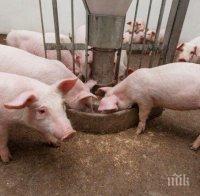 БАБХ откри 14 нелегални кочини с прасета в село край Пловдив