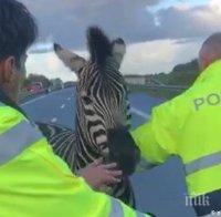Две зебри причиниха хаос на магистрала в Германия, гръмнаха едната