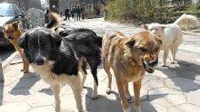 Безплатно обезпаразитяват кучета в пет столични парка
