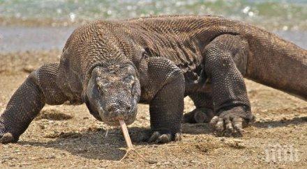 обрат индонезия забранява достъпа туристи комодските острови