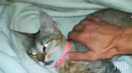 изверг трови кучета котки центъра бургас