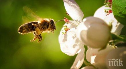 живот остава изчезнат пчелите