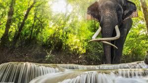 шест слона загинаха тайланд опит спасят водопад