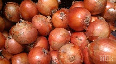 рекордна цена килограм лук удари лева