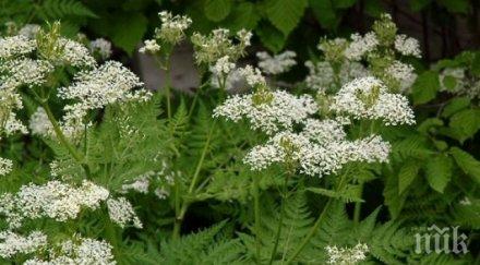 дар природата смирната лекува болно гърло сифилис