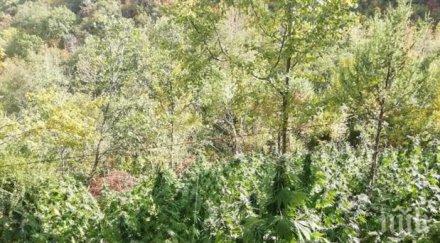 удар мвр тона канабис иззети мащабна акция благоевградско