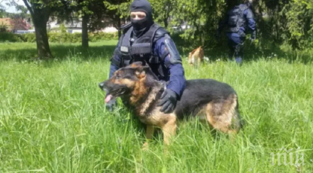 тъжно почина ким любимото куче балканите