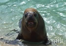 морж потопи кораб арктика заради малките