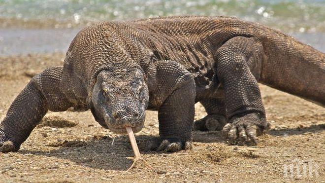 ОБРАТ: Индонезия няма да забранява достъпа на туристи до Комодските острови