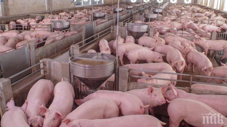 Свинекомплексът в Бръшлен ще съди Областната дирекция по безопасност на храните