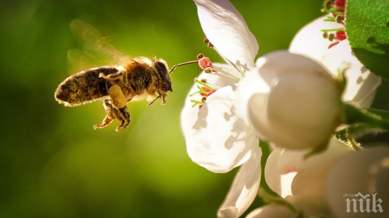 Колко живот ни остава, ако изчезнат пчелите