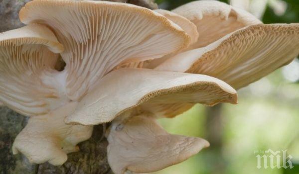 Яденето на гъби пази от деменция