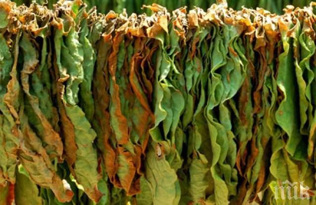 Ето с колко скачат изкупните цени за тютюна