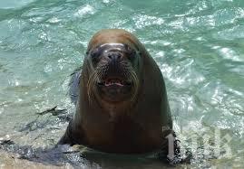 Морж потопи кораб в Арктика заради малките си