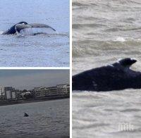 НЕВЕРОЯТНО, НО ФАКТ: Гърбат кит се появи в река Темза