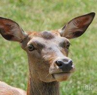 Хванаха бракониер, отстрелял сръндак в природния парк край Шумен