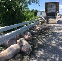 Камион с прасета се обърна на АМ „Тракия”