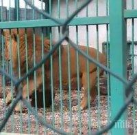 След поредния случай на лъв в окаяно състояние в Разград: експерти зоват за закриването на няколко зоопарка (ВИДЕО)