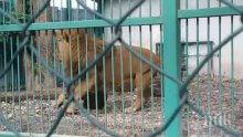 Поставиха диагноза на болния лъв Любо от зоопарка в Разград (СНИМКИ)