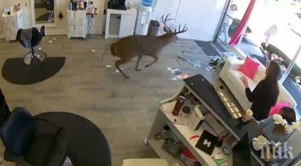 куриозен инцидент фризьорски салон лонг айлънд нахлу