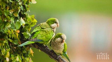 мадрид обяви война папагалите монах