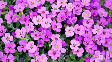 сензация изследване разкри растенията разговарят помежду