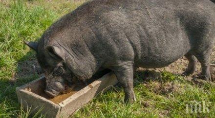 рекордьор китайски фермер отгледа свиня размер бяла мечка