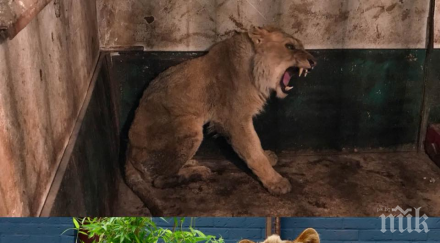 разград търсят спасители лъва зоопарка