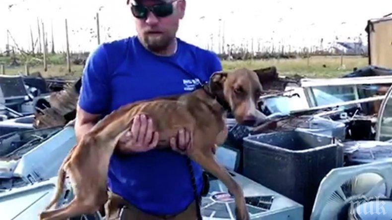ЧУДО: Куче оцеля месец под срутена сграда след урагана Дориан