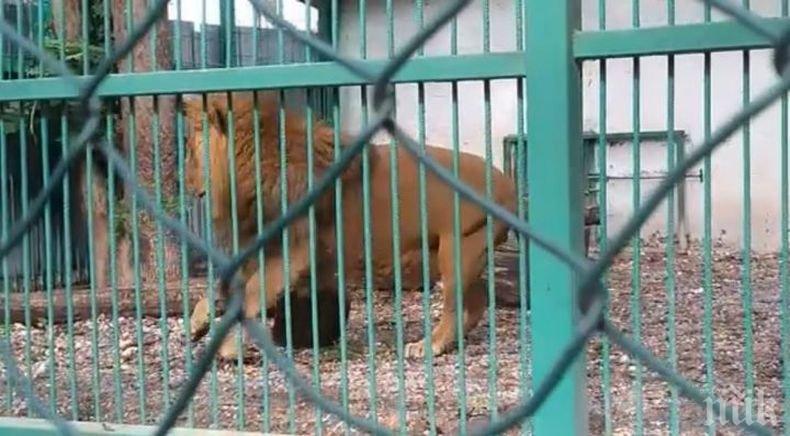 След поредния случай на лъв в окаяно състояние в Разград: експерти зоват за закриването на няколко зоопарка (ВИДЕО)